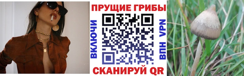 кракен ссылки Мегион Галлюциногенные грибы Magic Shrooms закладки